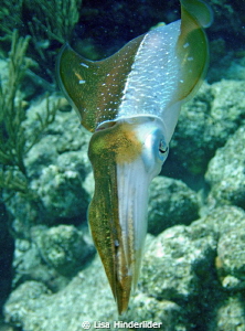 Squid trying to tell me "something" with the color displa... by Lisa Hinderlider 